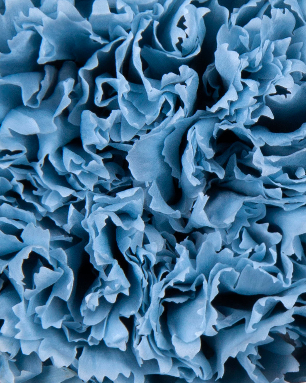 Garofano- 8 fiori | Dusty Blue