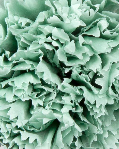 Carnation | box of 6