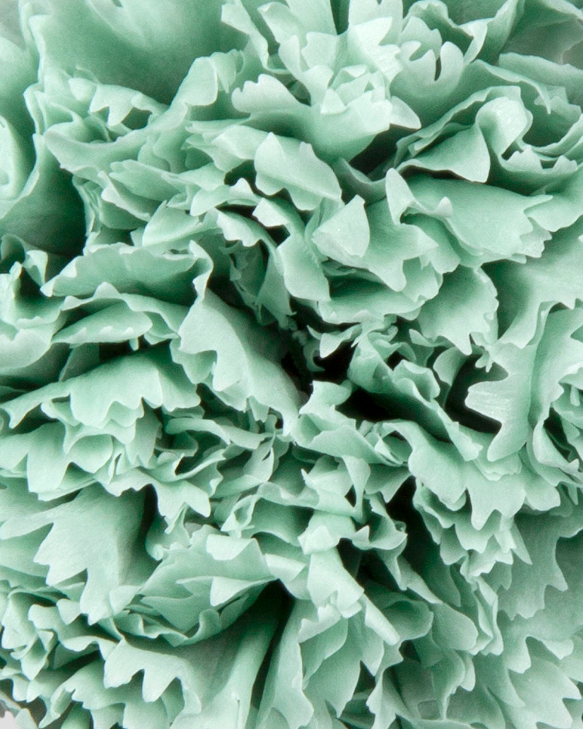 Garofano- 8 fiori | Dusty Green