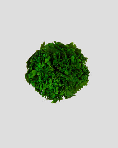 Garofano- 8 fiori | Forest Green