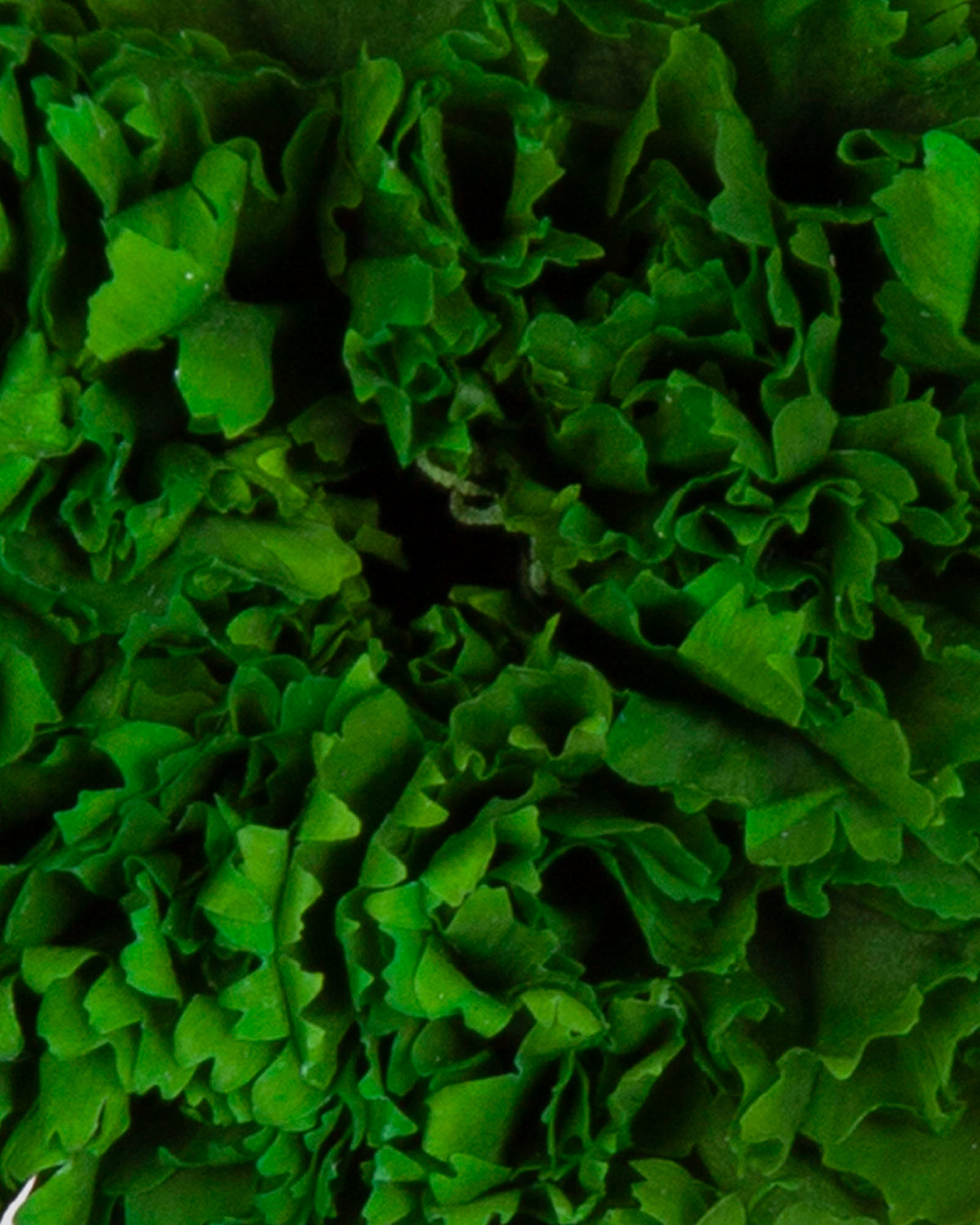 Garofano- 8 fiori | Forest Green