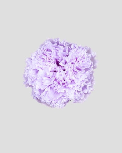 Garofano- 8 fiori | Lilac