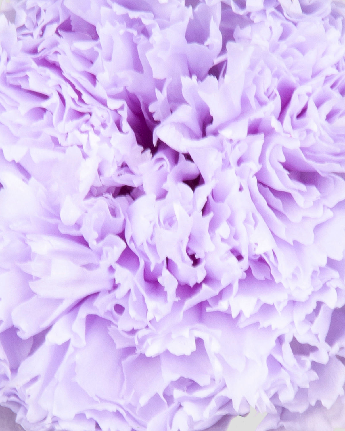 Garofano- 8 fiori | Lilac