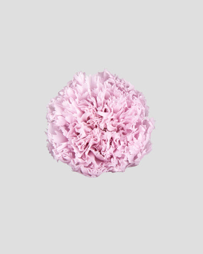 Garofano- 8 fiori | Pale Pink