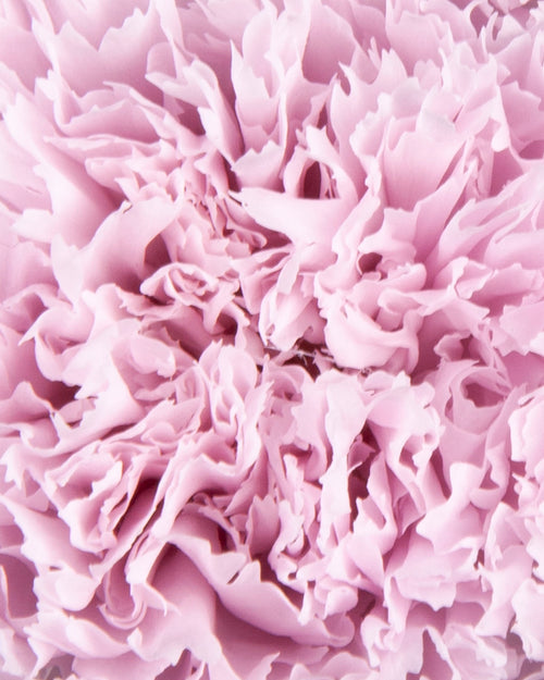 Carnation | box of 6