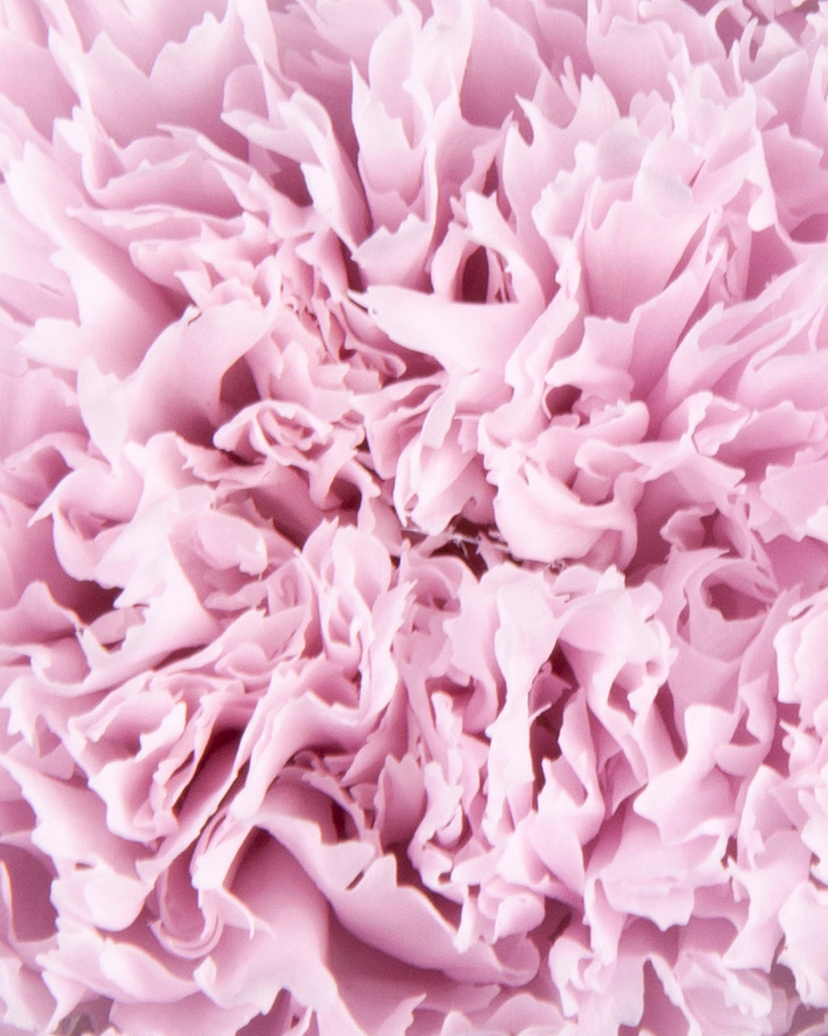 Garofano- 8 fiori | Pale Pink
