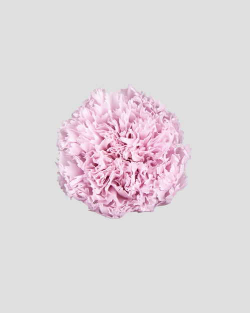 Carnation | box of 6
