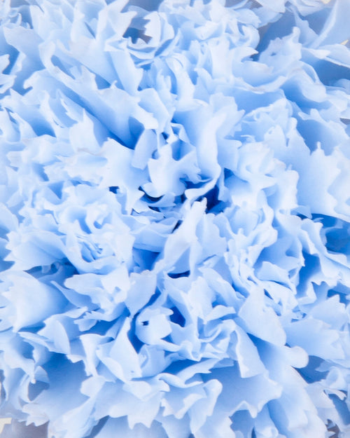 Carnation | box of 6