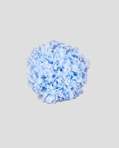 Garofano- 8 fiori | Pastel Blue