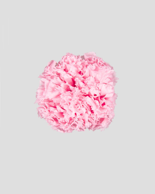Carnation | box of 6