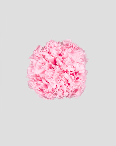 Garofano- 8 fiori | Pastel Pink