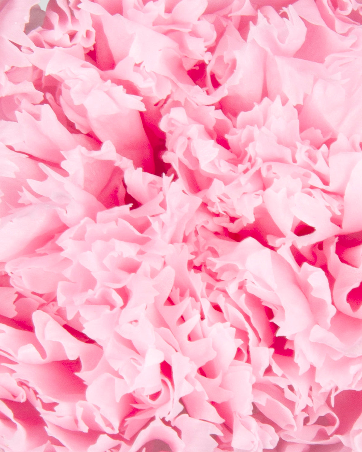 Garofano- 8 fiori | Pastel Pink
