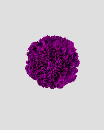 Garofano- 8 fiori | Purple