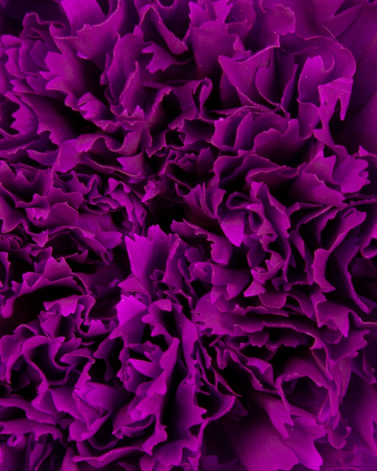 Garofano- 8 fiori | Purple