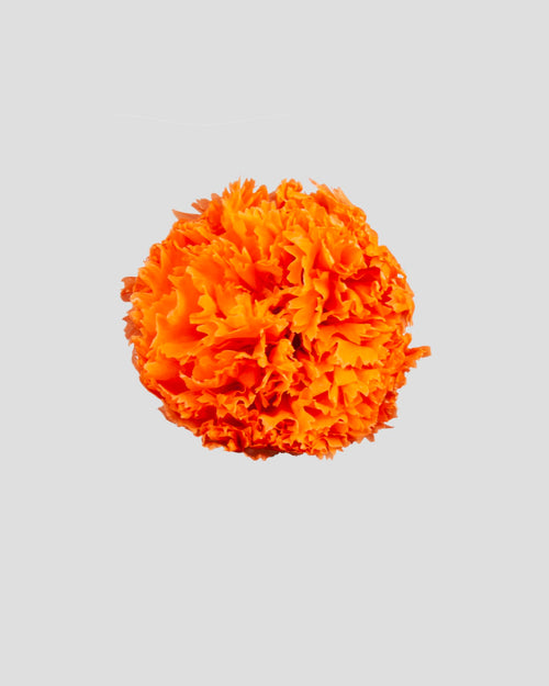 Carnation | box of 6