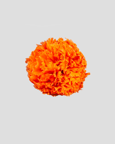 Garofano- 8 fiori | Valencia