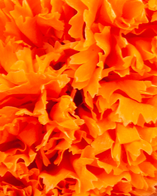 Carnation | box of 6