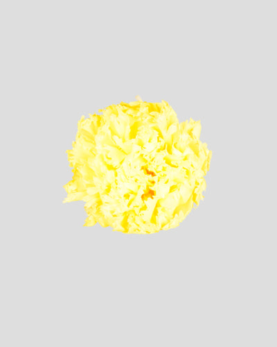 Garofano- 8 fiori | Yellow