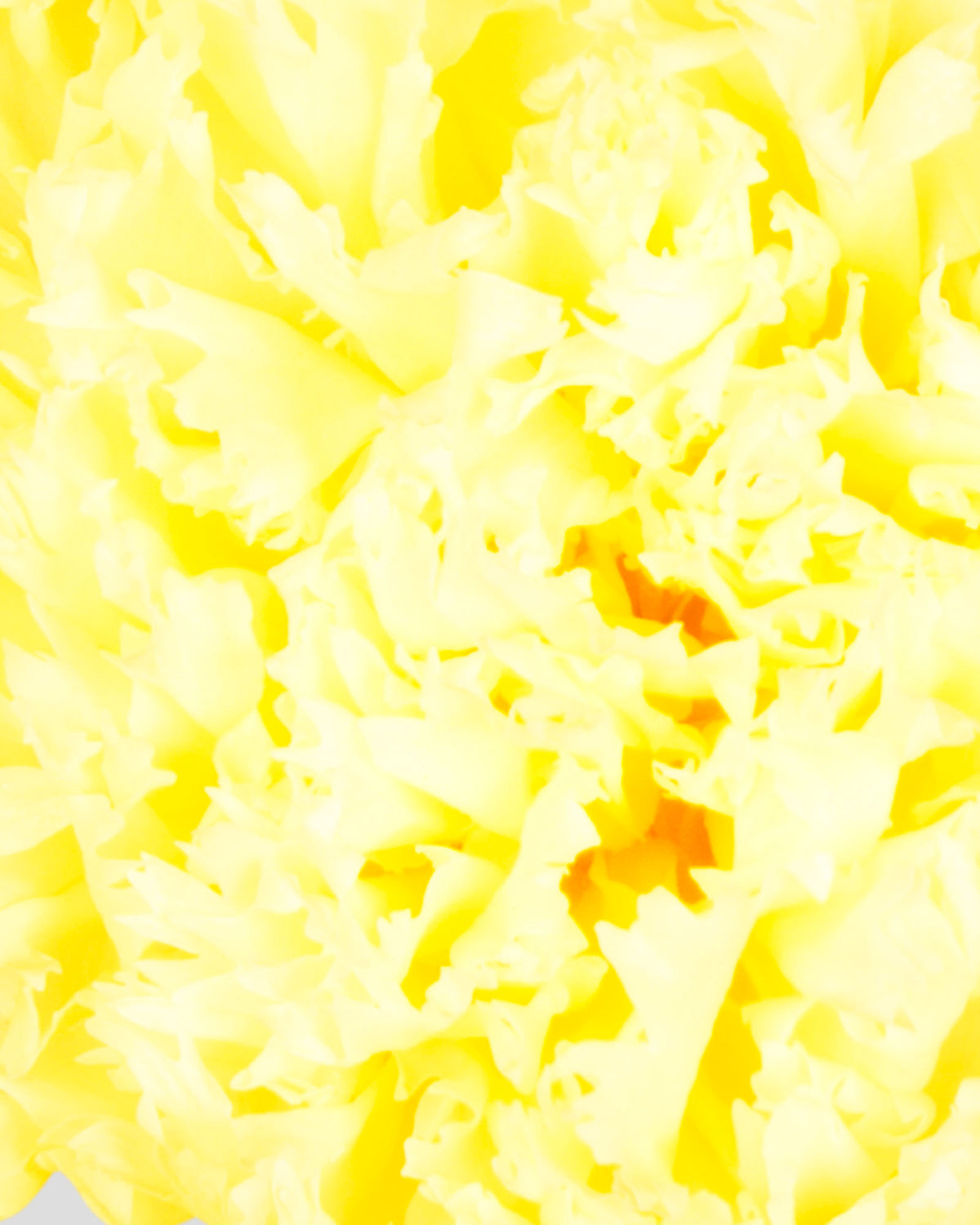Garofano- 8 fiori | Yellow