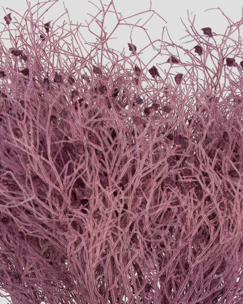 Dream Grass | Grape