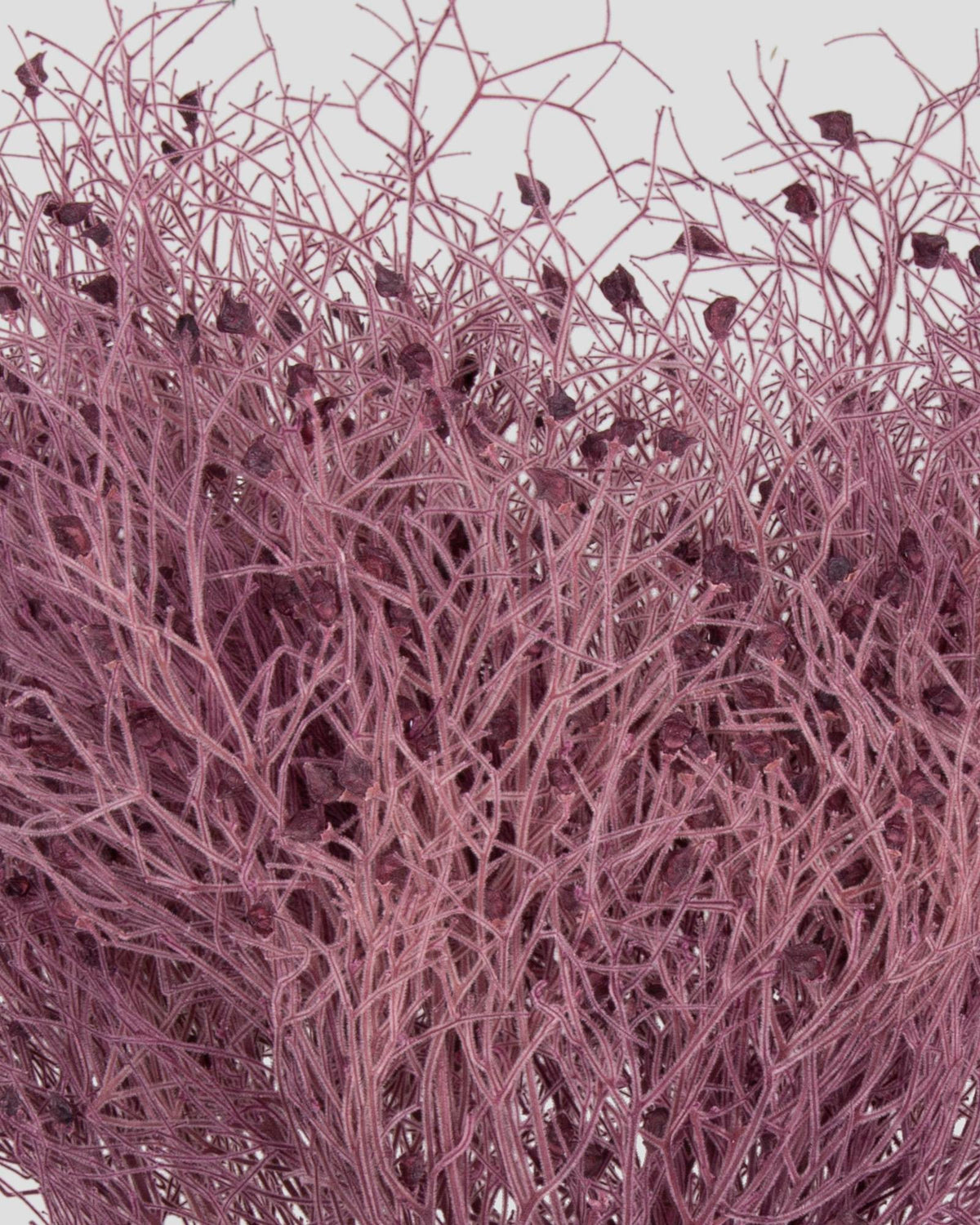 Dream Grass | Grape