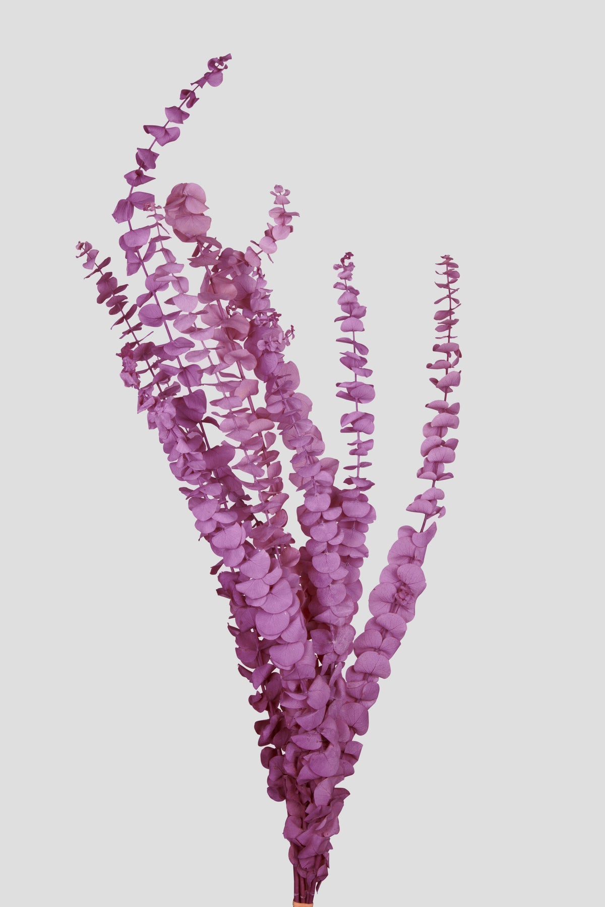 Eucalipto Baby Blue | Grape