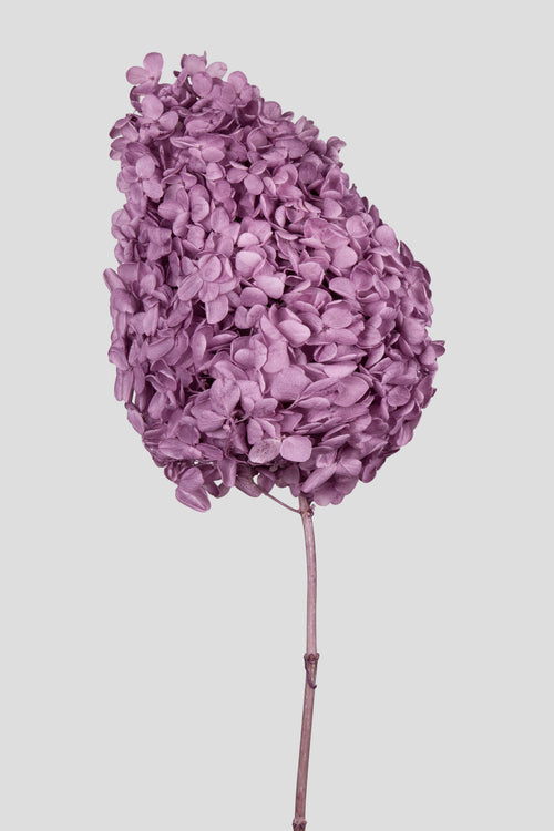 Ortensia Peegee | Grape