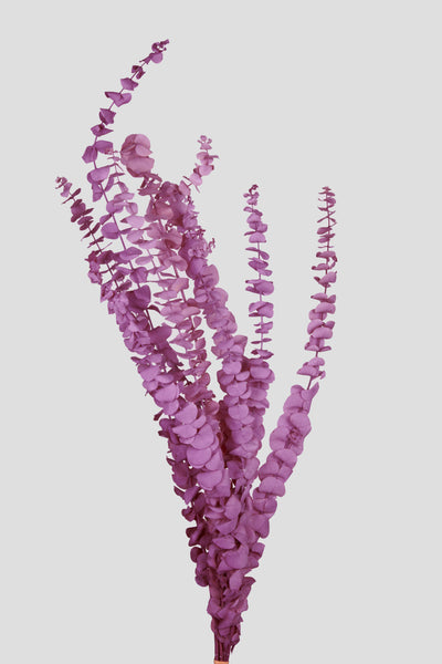 Eucalyptus Baby Blue | Grape