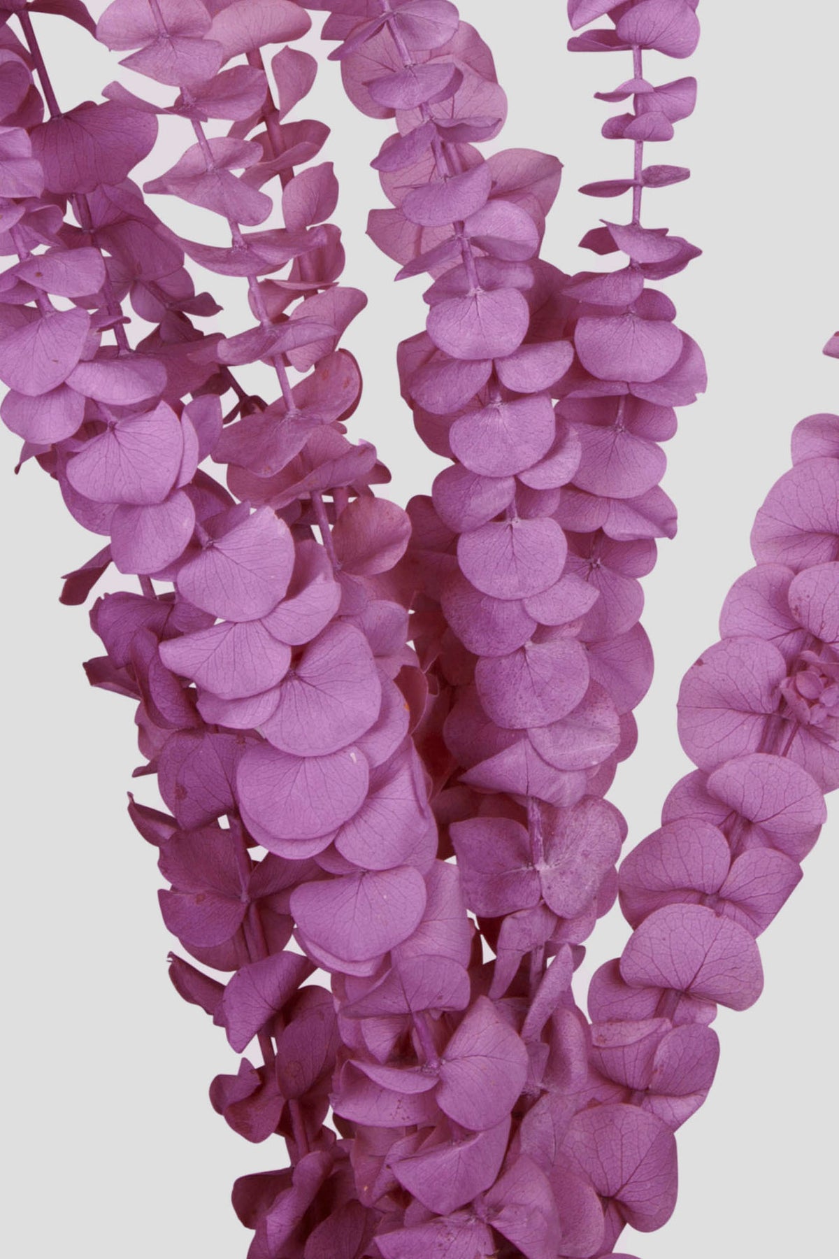 Eucalipto Baby Blue | Grape