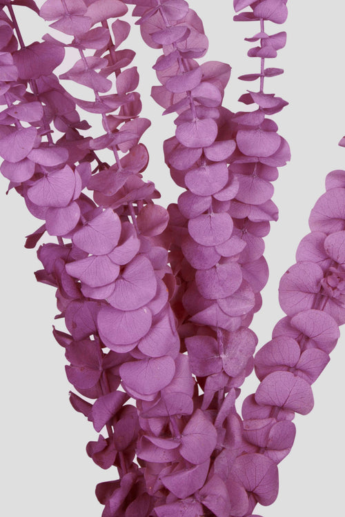 Eucalyptus Baby Blue | Grape