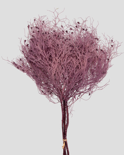 Dream Grass | Grape
