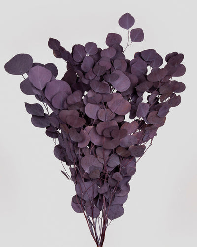 Eucalipto Populus | Grape