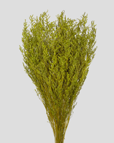 Limonium |  Green