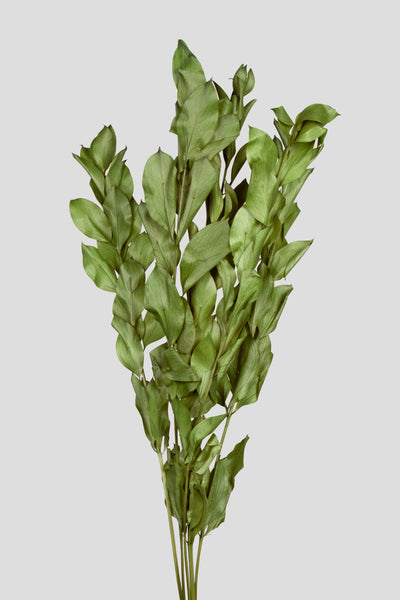 Ruscus | Green
