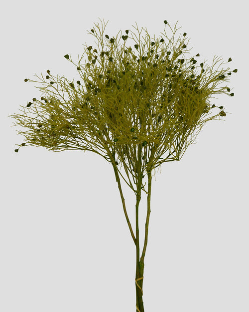 Dream Grass | Green