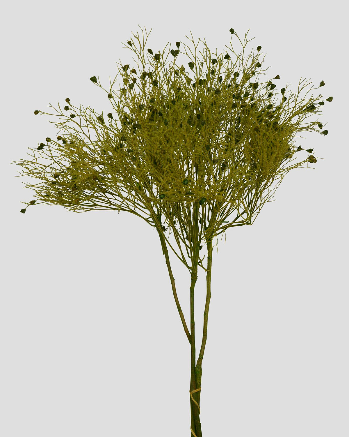 Dream Grass | Green
