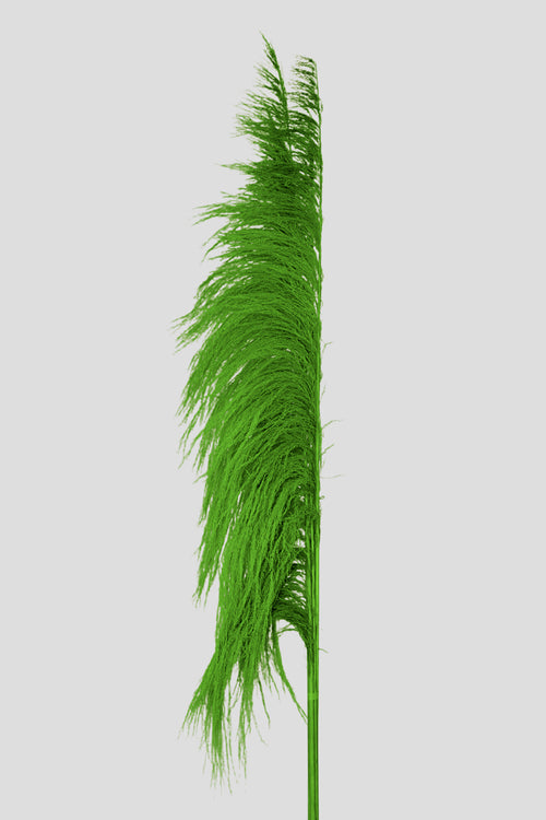 Feather Pampas 5 steli | Green