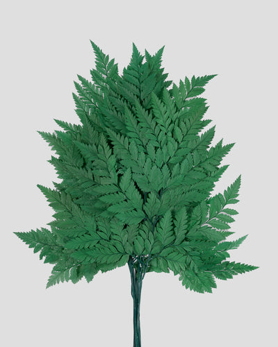 Felce Holly - 10 steli | Green
