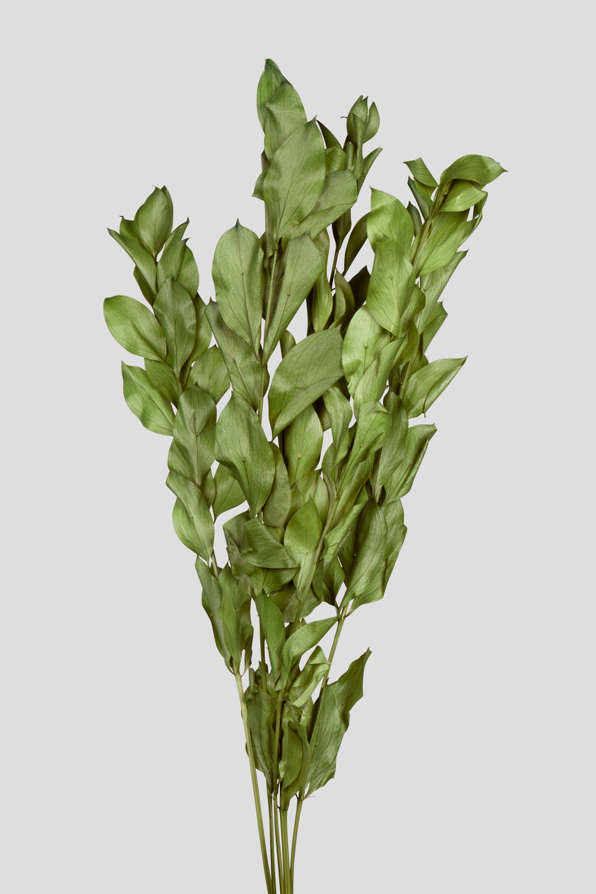 Ruscus | Green