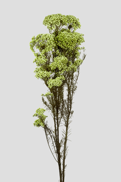 Helichrysum | Green