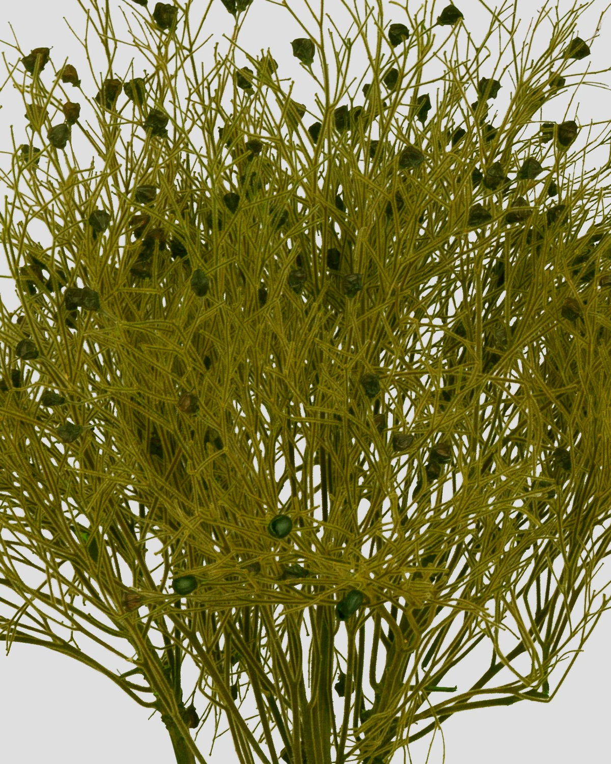Dream Grass | Green
