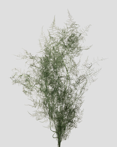 Asparagus | Green