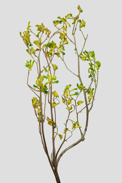 Anigozanthos | Green