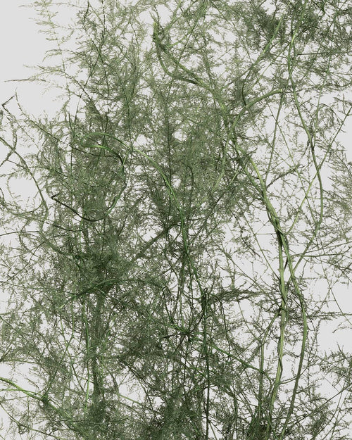 Asparagus | Green