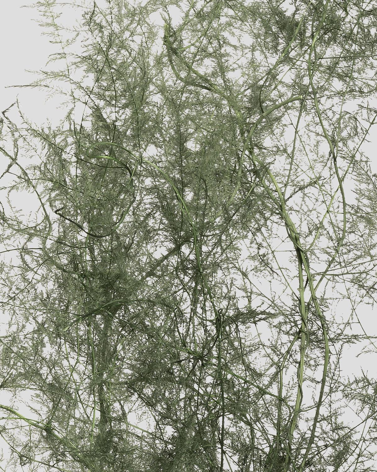 Asparagus | Green