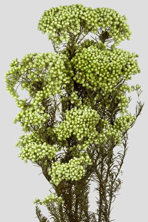Helichrysum | Green