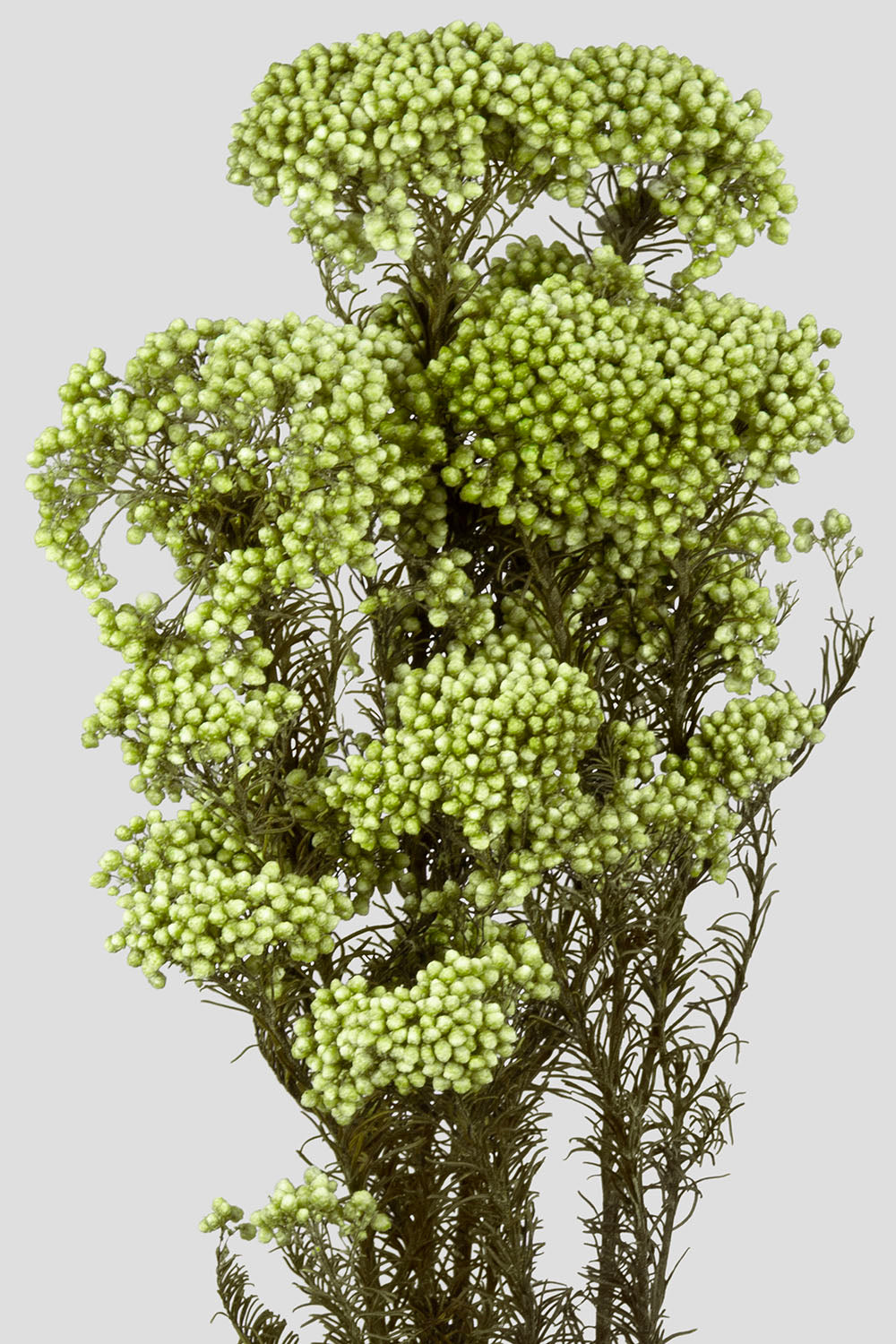 Helichrysum | Green