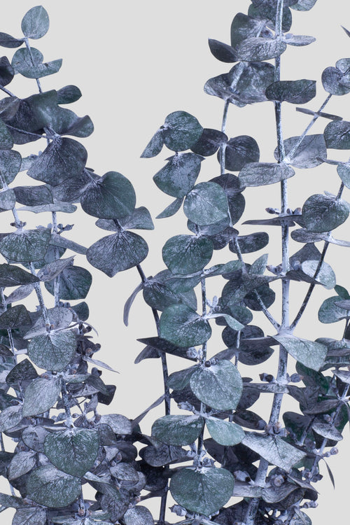 Eucalyptus Baby Blue | Green