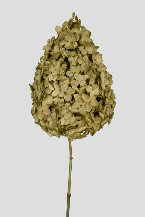 Ortensia Peegee | Green