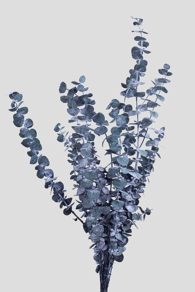 Eucalyptus Baby Blue | Green
